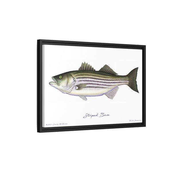 Striped Bass Framed Canvas Fish Art Print