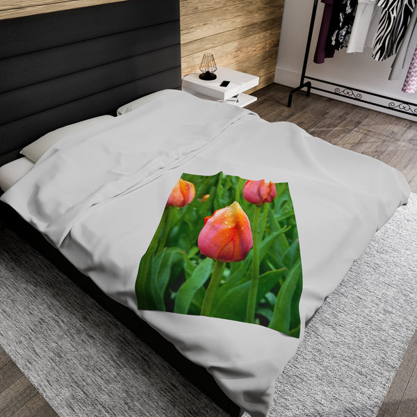 Morning Dew Tulip Garden Velveteen Plush Blanket