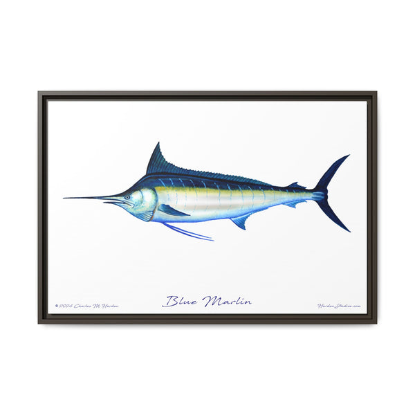 Framed Blue Marlin Canvas Fish Wall Art Print by Charles Harden