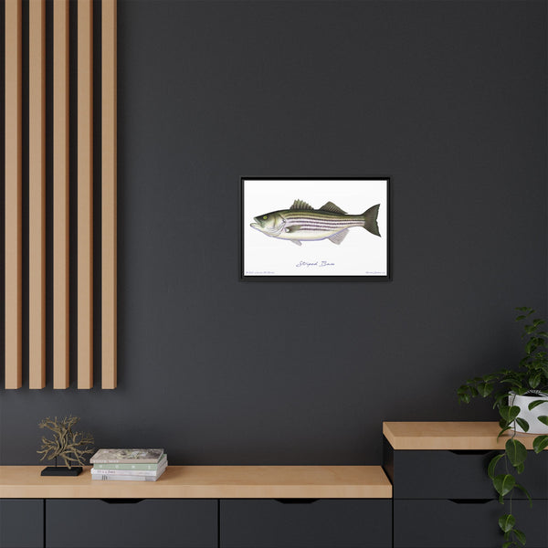 Striped Bass Framed Canvas Fish Art Print