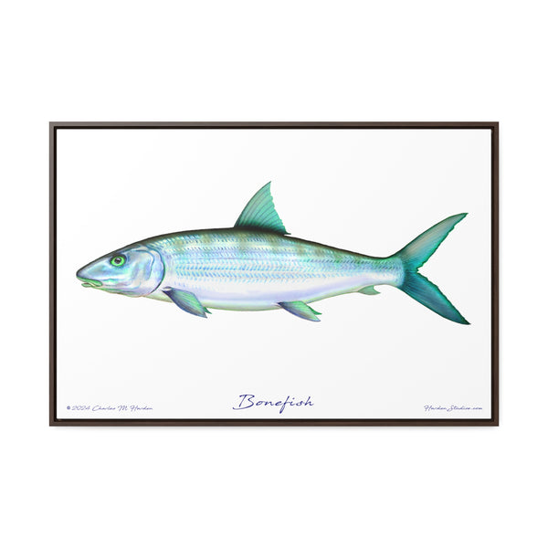 Framed Bonefish Canvas Fish Wall Art Print with Free Shipping