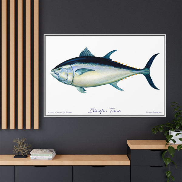 Bluefin Tuna Framed Canvas Fish Art Print