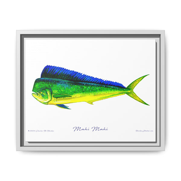 Mahi Mahi Framed Canvas Fish Art Print