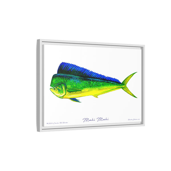 Mahi Mahi Framed Canvas Fish Art Print