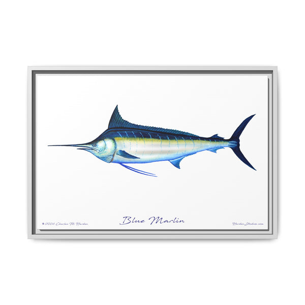 Framed Blue Marlin Canvas Fish Wall Art Print by Charles Harden