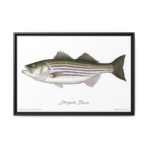 Striped Bass Framed Canvas Fish Art Print