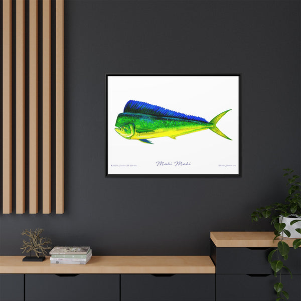 Mahi Mahi Framed Canvas Fish Art Print