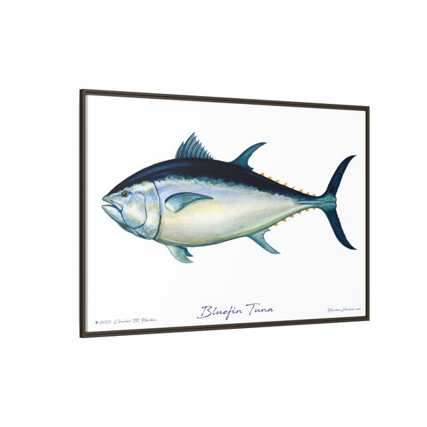 Bluefin Tuna Framed Canvas Fish Art Print