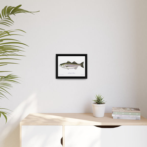 Striped Bass Framed Canvas Fish Art Print