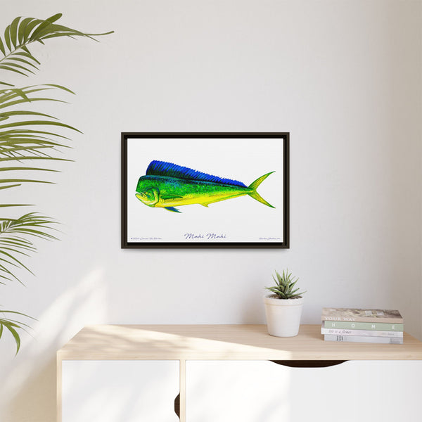 Mahi Mahi Framed Canvas Fish Art Print