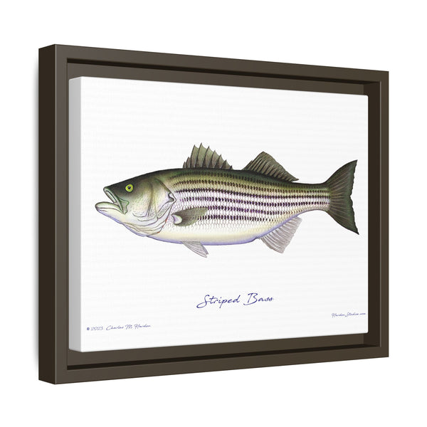 Striped Bass Framed Canvas Fish Art Print