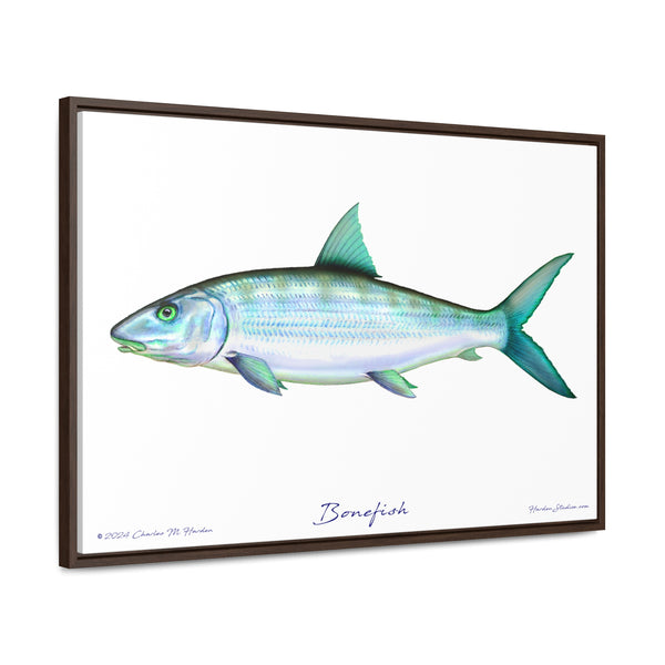 Framed Bonefish Canvas Fish Wall Art Print with Free Shipping