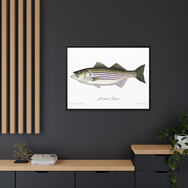 Striped Bass Framed Canvas Fish Art Print