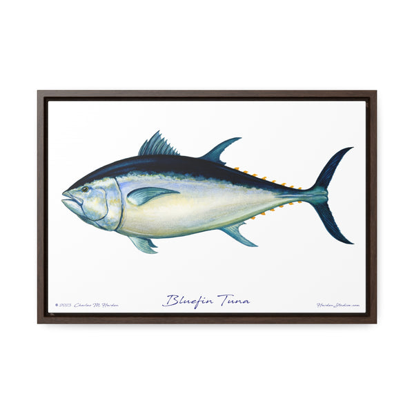 Bluefin Tuna Framed Canvas Wall Art - Free Ship