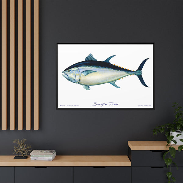 Bluefin Tuna Framed Canvas Fish Art Print