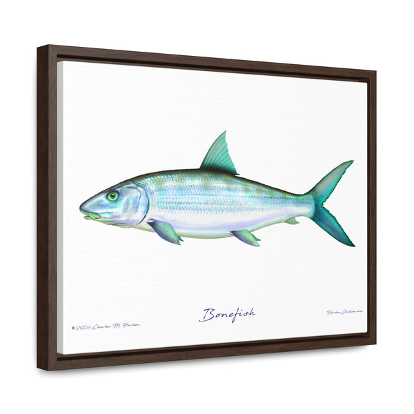 Framed Bonefish Canvas Fish Wall Art Print with Free Shipping