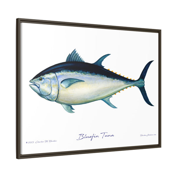 Bluefin Tuna Framed Canvas Fish Art Print