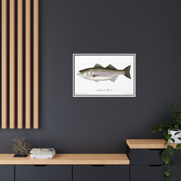 Striped Bass Framed Canvas Fish Art Print