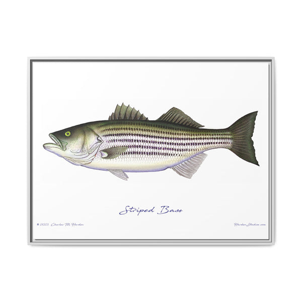 Striped Bass Framed Canvas Fish Art Print