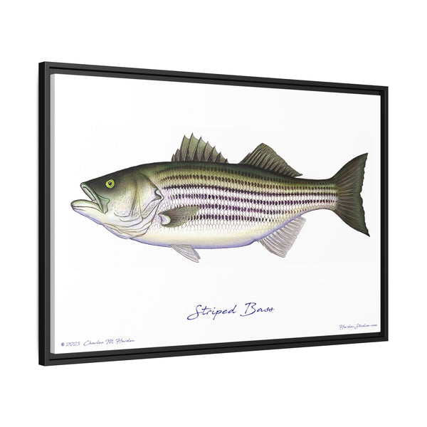 Striped Bass Framed Canvas Fish Art Print