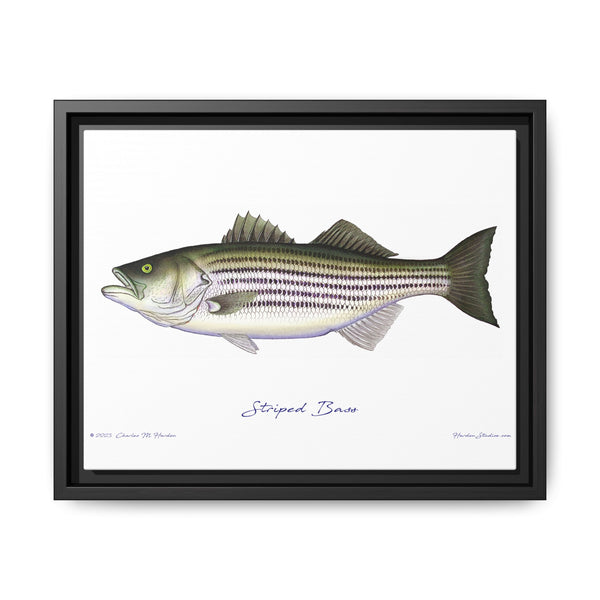 Striped Bass Framed Canvas Fish Art Print