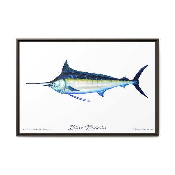 Framed Blue Marlin Canvas Fish Wall Art Print by Charles Harden