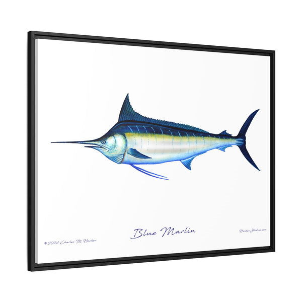 Framed Blue Marlin Canvas Fish Wall Art Print by Charles Harden