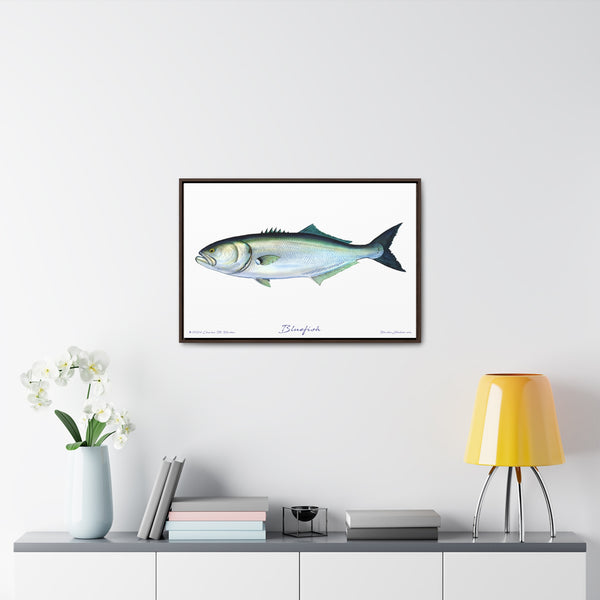 Framed Bluefish Canvas Fish Wall Art Print by Charles Harden - Free Shipping