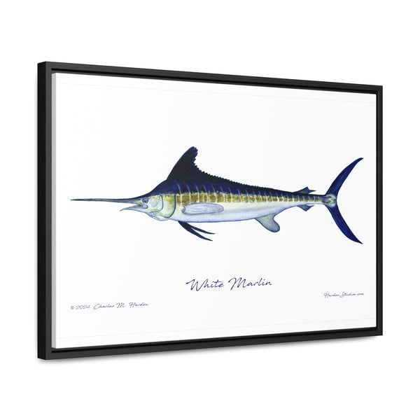 White Marlin Fish Art Print