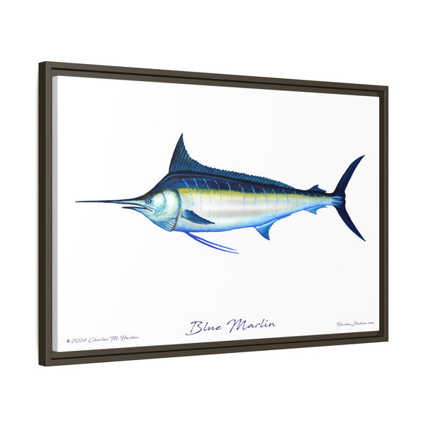 Framed Blue Marlin Canvas Fish Wall Art Print by Charles Harden