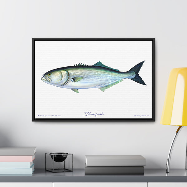 Framed Bluefish Canvas Fish Wall Art Print by Charles Harden - Free Shipping