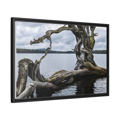 Ancient Tree Formation, North Maine Woods Lake Scene Framed Canvas
