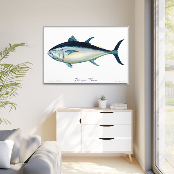 Bluefin Tuna Framed Canvas Fish Art Print