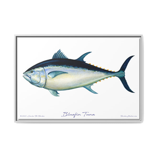 Bluefin Tuna Framed Canvas Fish Art Print