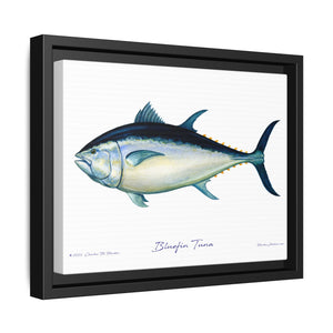 Bluefin Tuna Framed Canvas Fish Art Print