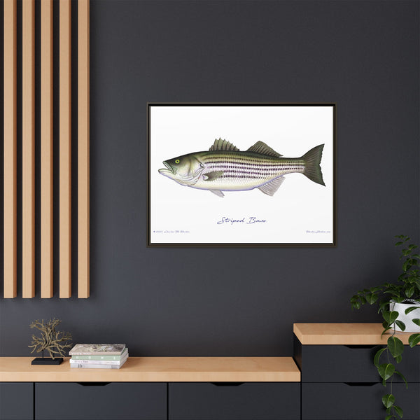 Striped Bass Framed Canvas Fish Art Print