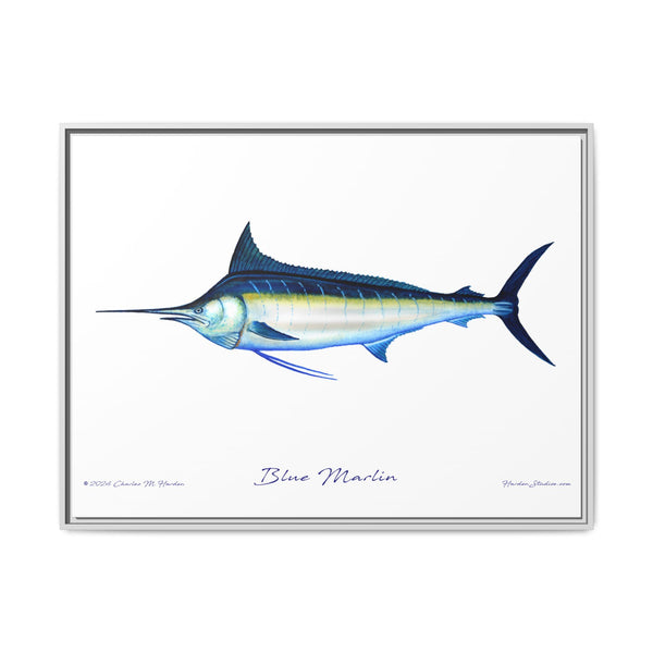 Framed Blue Marlin Canvas Fish Wall Art Print by Charles Harden