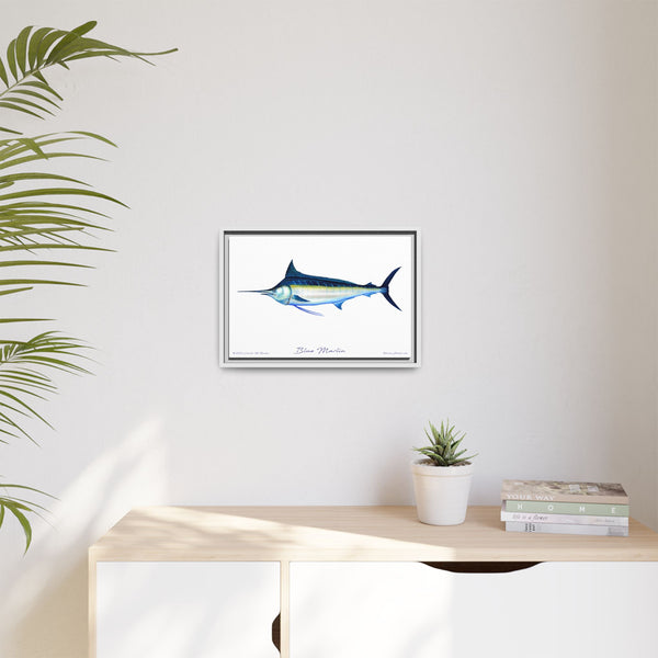 Framed Blue Marlin Canvas Fish Wall Art Print by Charles Harden