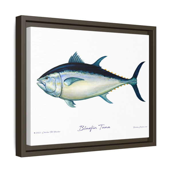 Bluefin Tuna Framed Canvas Fish Art Print