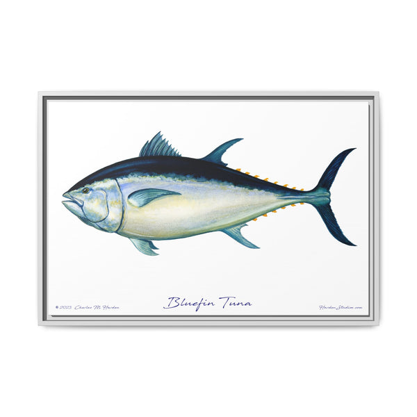 Bluefin Tuna Framed Canvas Fish Art Print