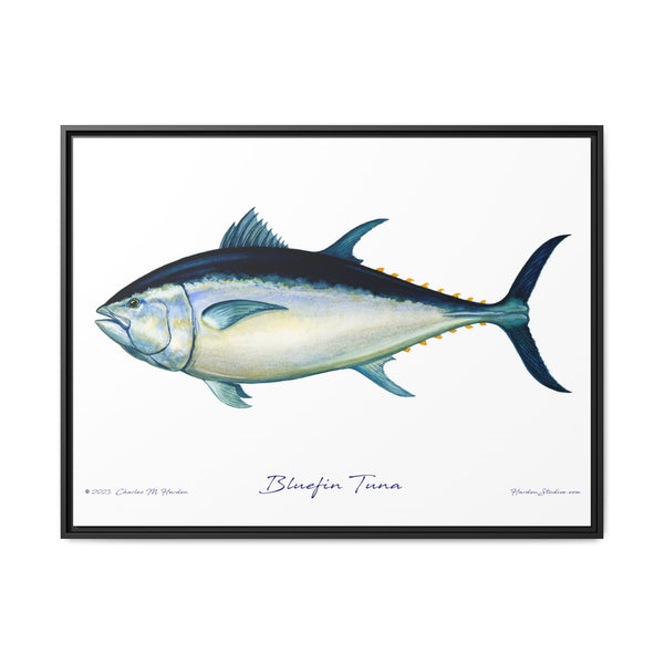 Bluefin Tuna Framed Canvas Fish Art Print