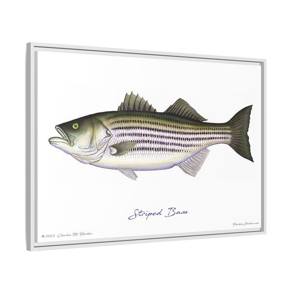 Striped Bass Framed Canvas Fish Art Print