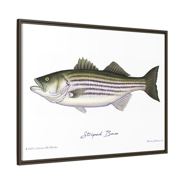 Striped Bass Framed Canvas Fish Art Print