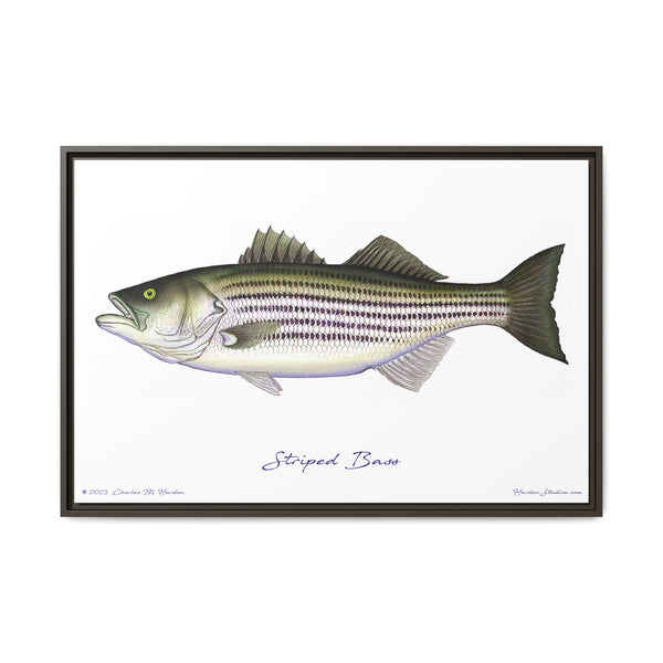 Striped Bass Framed Canvas Fish Art Print