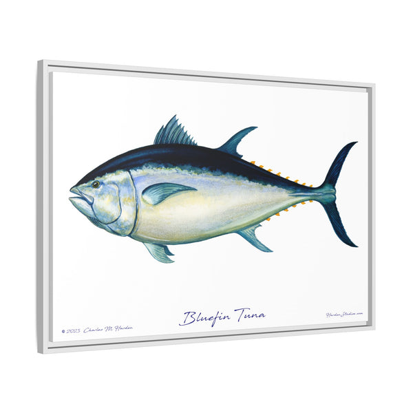 Bluefin Tuna Framed Canvas Fish Art Print