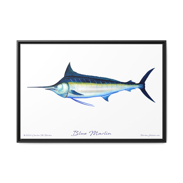 Framed Blue Marlin Canvas Fish Wall Art Print by Charles Harden