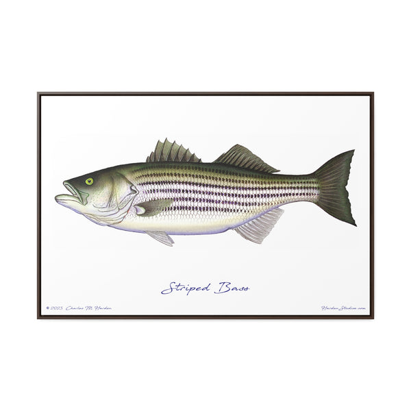 Striped Bass Fish Art