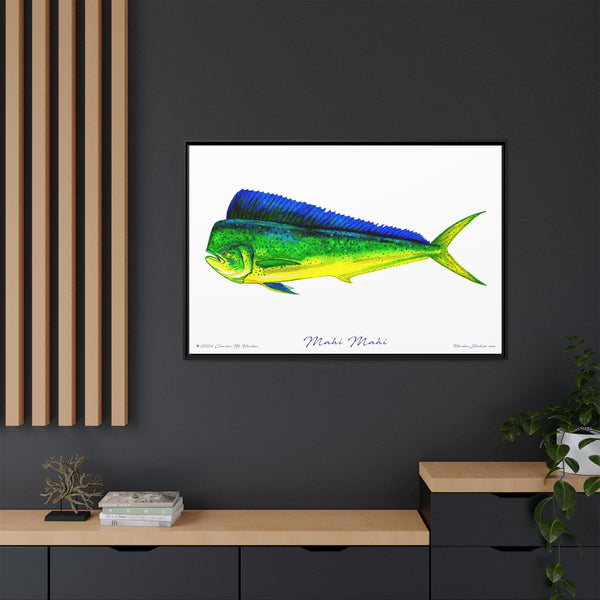 Mahi Mahi Framed Canvas Fish Art Print