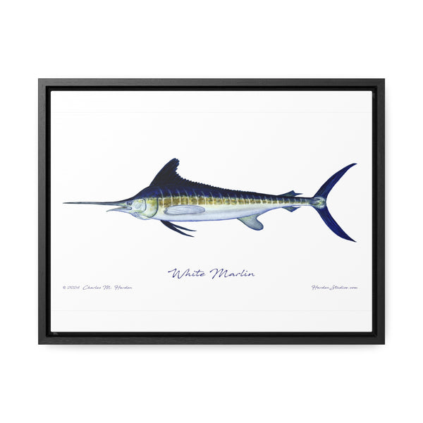 White Marlin Fish Art Print