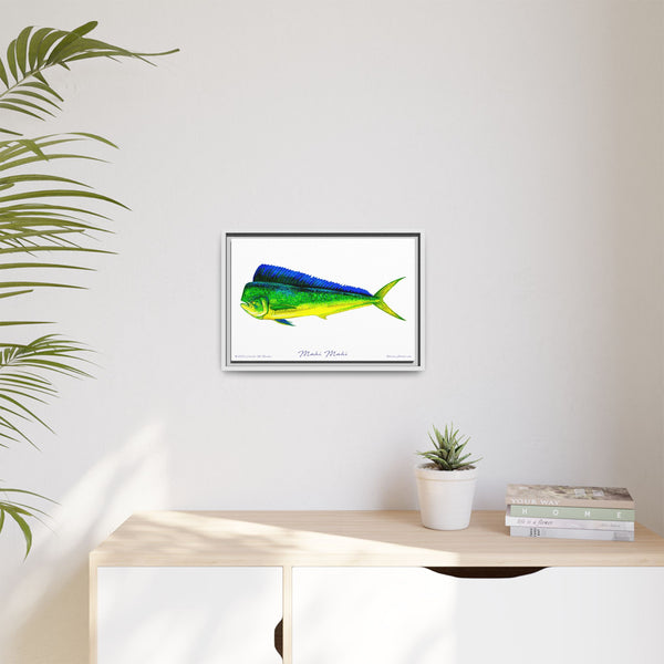 Mahi Mahi Framed Canvas Fish Art Print